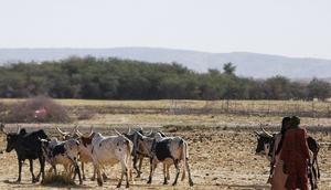 Canicule-sahel