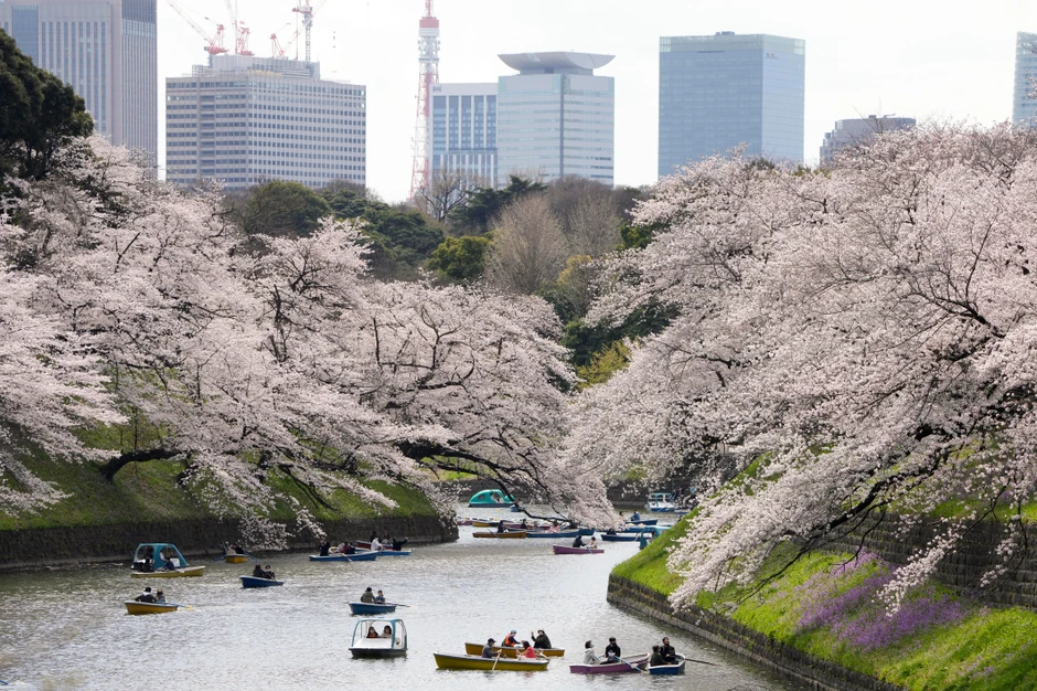 Cvat trešanja u Tokiju
