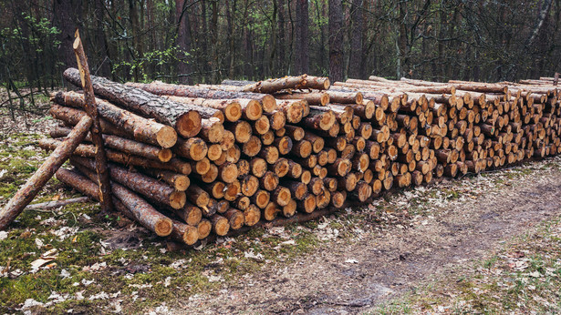 Branża: Eksport polskiego drewna znacznie większy niż podają Lasy Państwowe