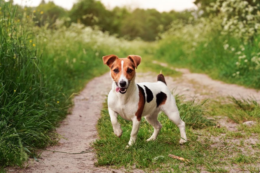 Jack russel terrier może być psem odpowiednim dla zodiakalnego barana  - Lubo Ivanko/stock.adobe.com