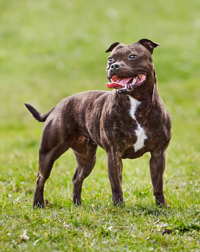 Marta Tomala hodowlę psów rasy staffordshire bull terrier, zwanych popularnie staffikami, prowadzi od 10 lat. Mówi, że to są świetne psy do towarzystwa, rodzinne, ale dla osób aktywnych. 