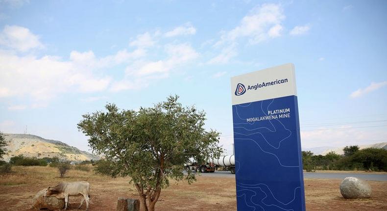 A cow is seen near the AngloAmerican sign board outside the Mogalakwena platinum mine in Mokopane , north-western part of South Africa , Limpopo province May 18, 2016. REUTERS/Siphiwe Sibeko