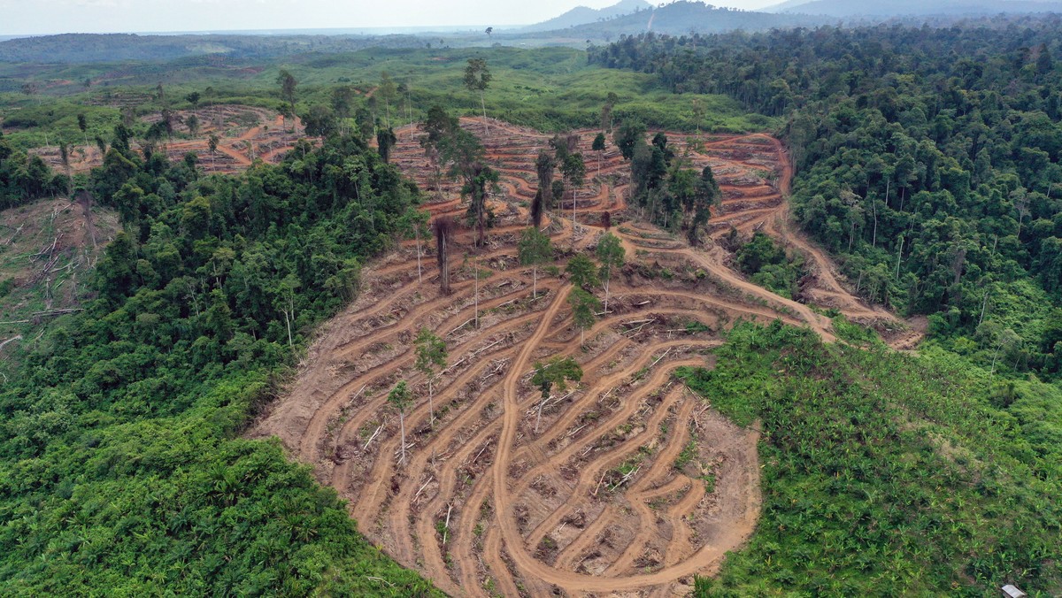 Greenpeace ostrzega: deforestacja na obszarach chronionych w Indonezji nabiera tempa. W latach 2012-2018 objęła ona 1,2 miliona hektara, co oznacza, że wyrąb ogarnął obszar niemal dwukrotnie większy niż przez poprzednie 7 lat.