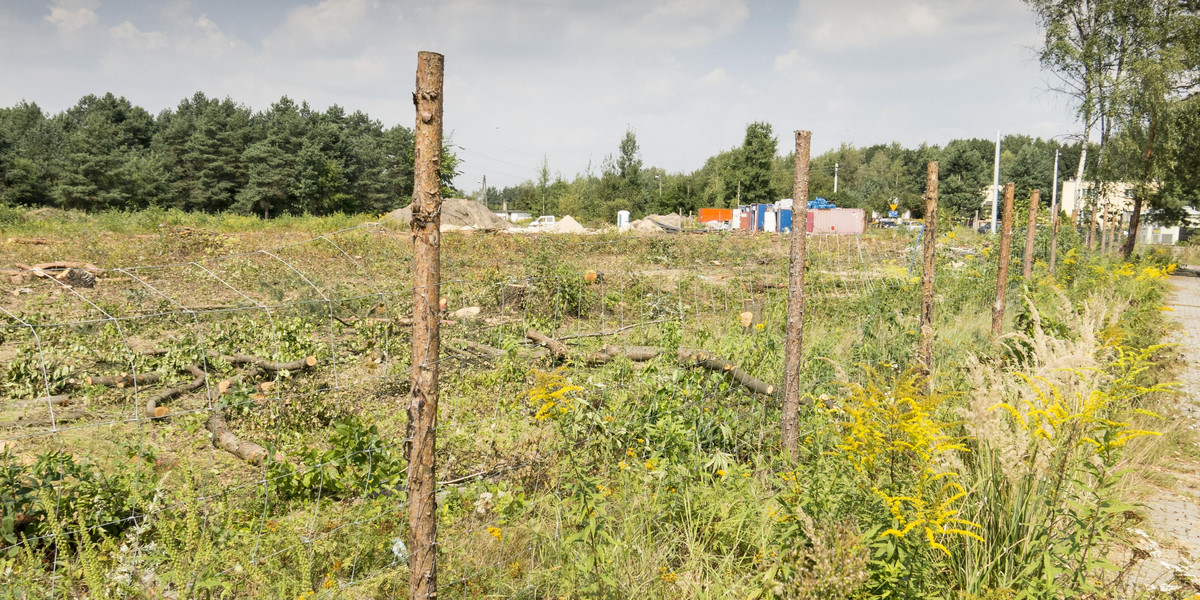 W Katowicach wycięto ponad 700 drzew pod budowę osiedla