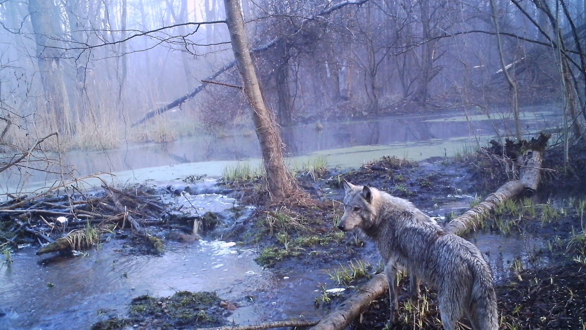 Czarnobyl zwierząta