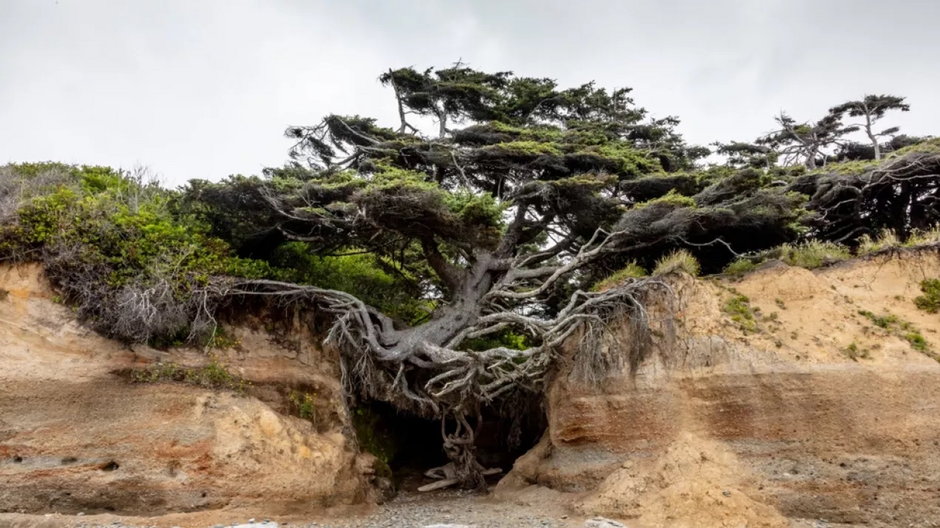 Nazywane jest Drzewem Życia. Dlaczego? Zobacz, gdzie rośnie jeden z najsłynniejszych świerków świata ( fot. Shutterstock)