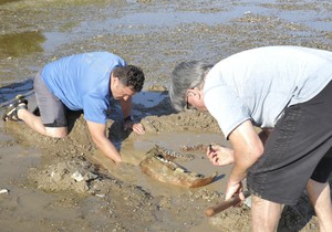 Meštani pronašli ostatke mamuta u Bugarskoj nakon što se Dunav povukao