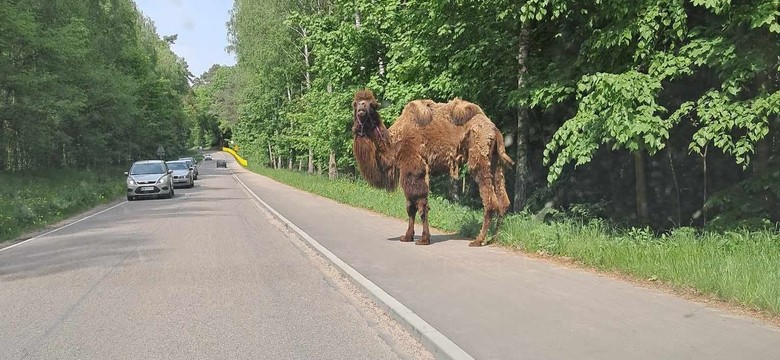 To nie omamy. Z mazurskiego lasu wyłonił sie wielbłąd