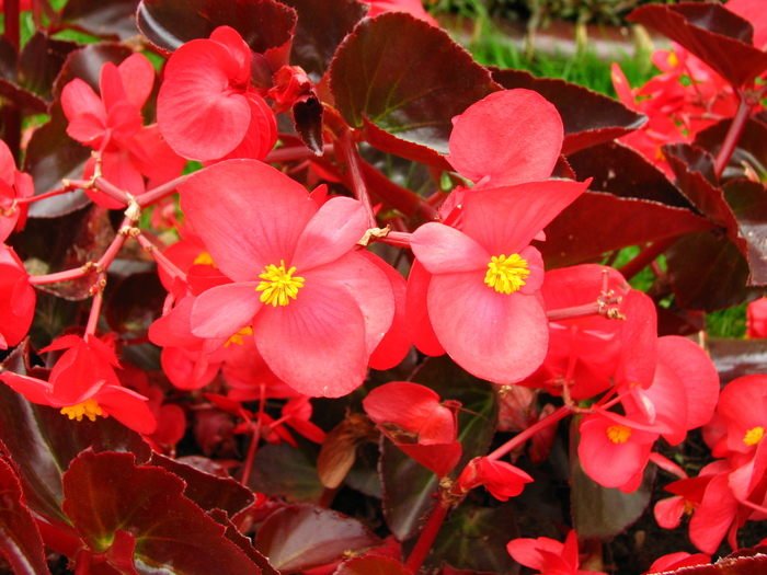 Begonia