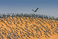 Żurawie stepowe zakładają gniazda na stepach Azji i Europy Wschodniej