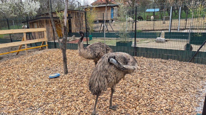 Neša se ponaša zaštitnički