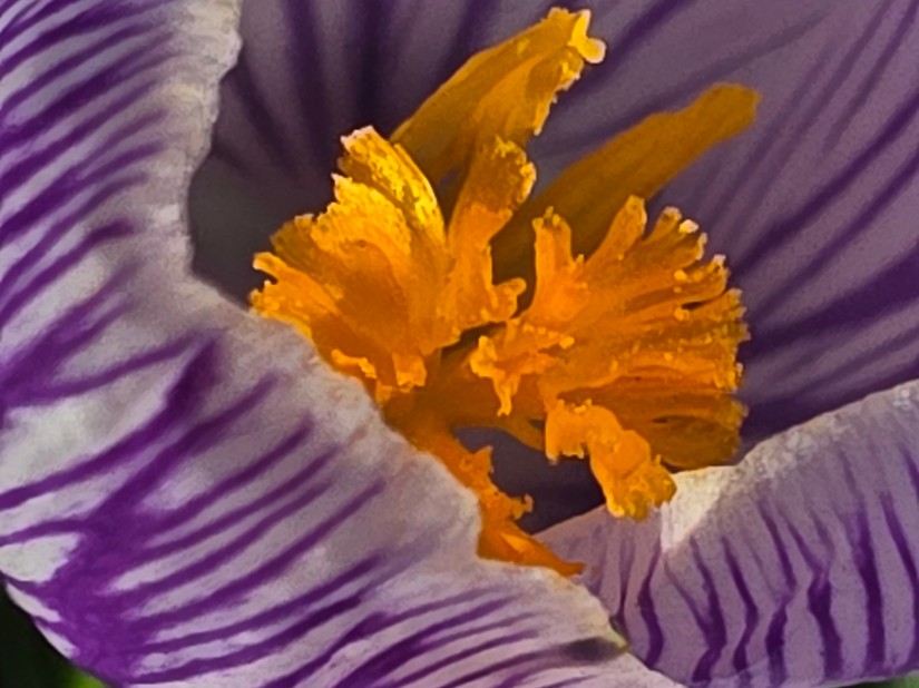 Przykład 7 - zdjęcie makro