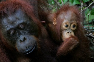 INDONESIA-LIFESTYLE-WILDLIFE-ENVIRONMENT