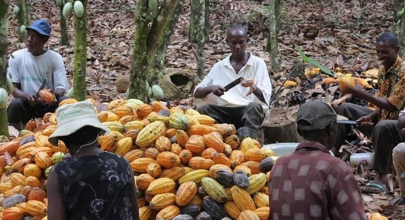 Farmers break cocoa pods in Ghana's eastern cocoa town of Akim Akooko September 6, 2012. REUTERS/Kwasi Kpodo