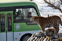 Chiny - tygrysy z Harbin