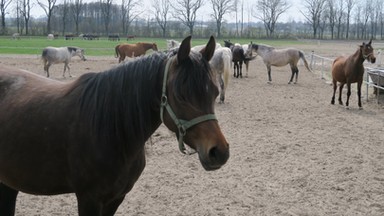 Polturf zrywa umowę na aukcję koni arabskich "Pride of Poland"