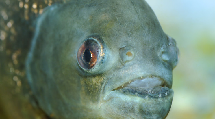 A halak pillanatok alatt csontig rágták a fejet /Fotó: Nortfoto