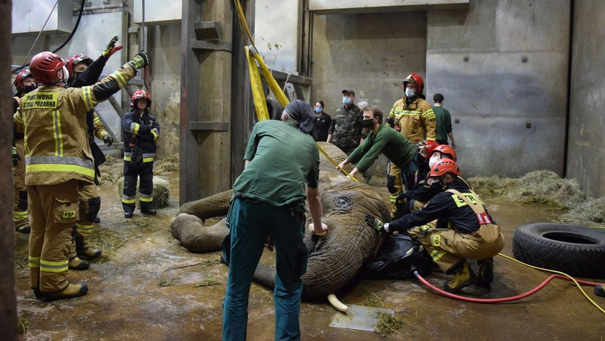 Poznań: W zoo walka o życie słonicy Lindy. Pomagała straż pożarna