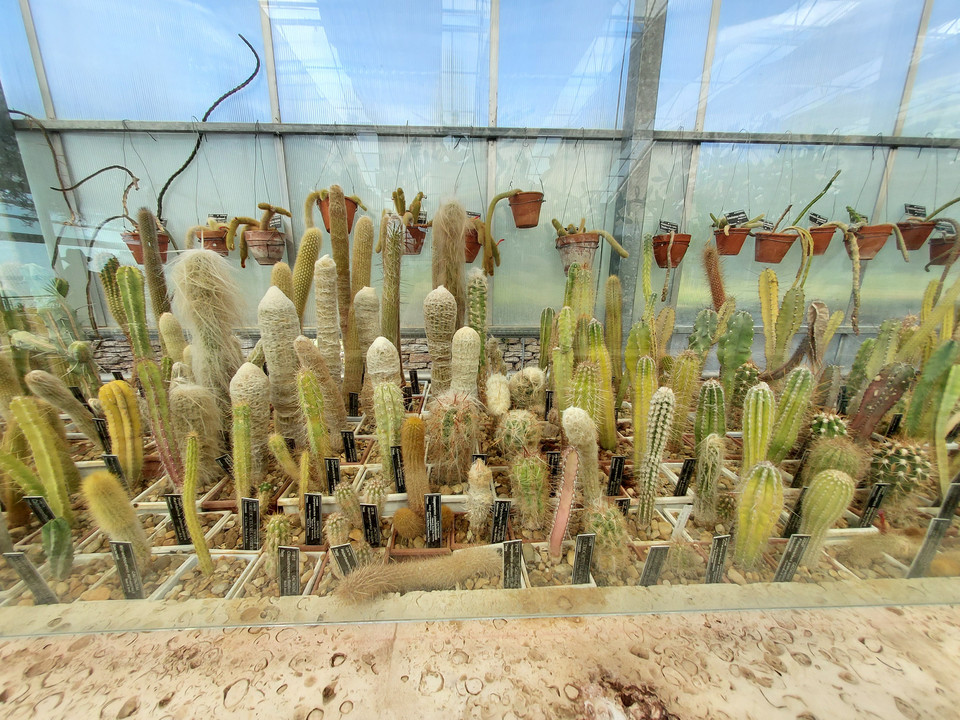 Bałczik. Ogród botaniczny z ponad 250 gatunkami kaktusów 