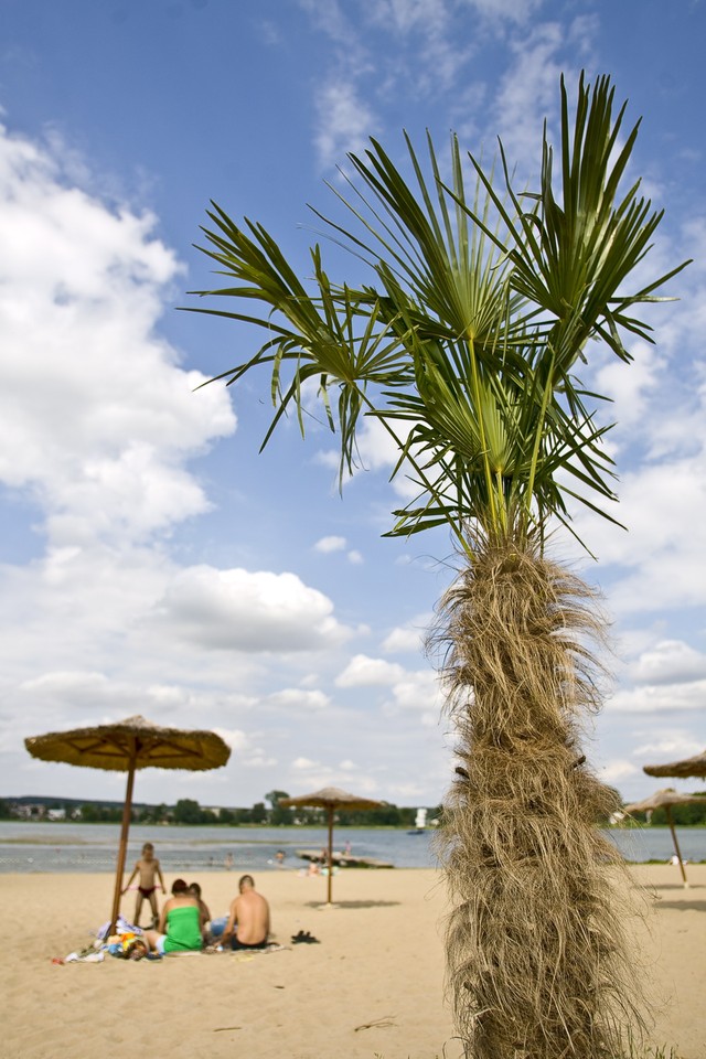 KRAŚNIK PLAŻA POD PALMAMI