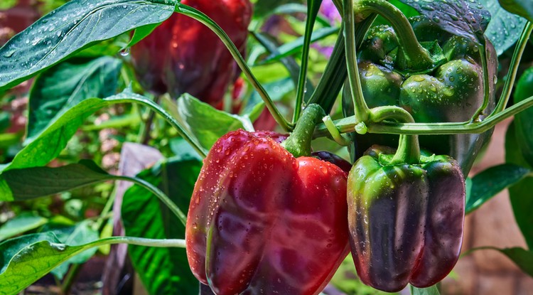 Ezzel a trükkel bő termést hoz a paprika minden évben, az anyósom szerint Fotó: Getty Images