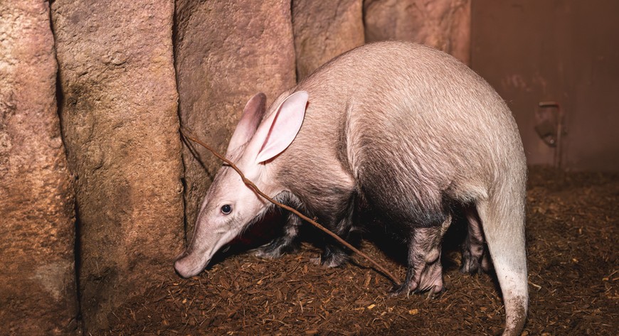 Młody mrównik został uratowany dzięki zaangażowaniu  pracownika zoo