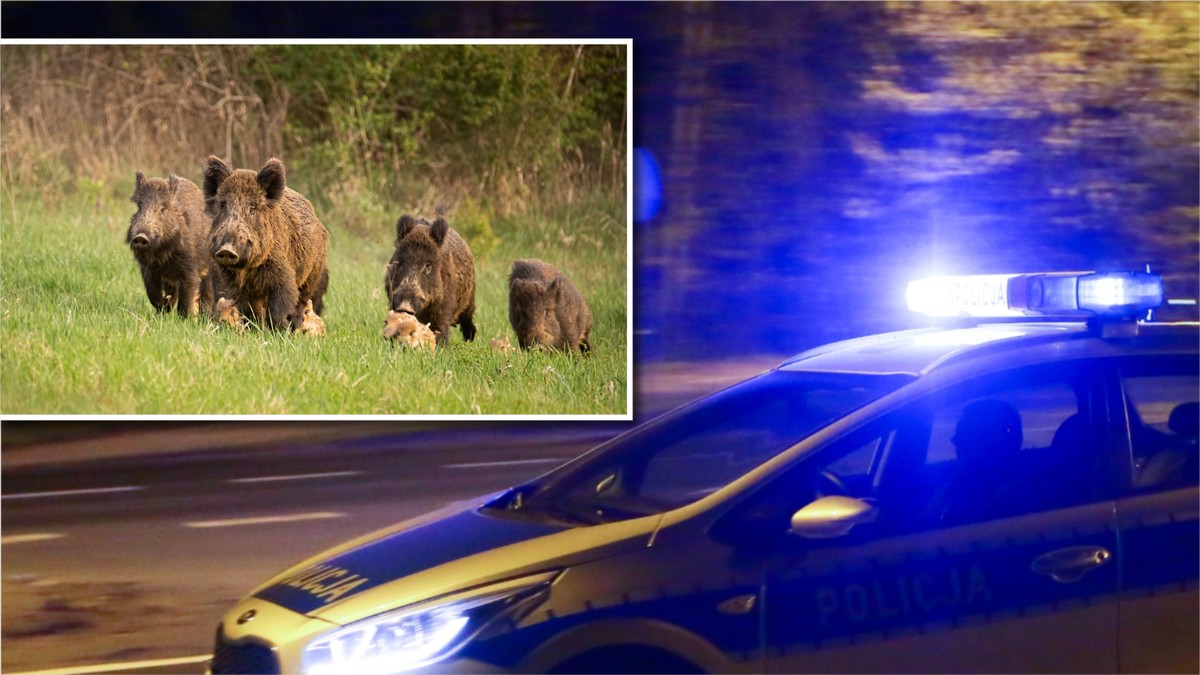 Six cars collide with boar herd in Stalowa Wola