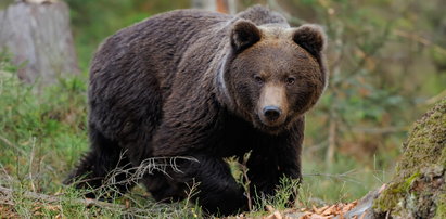 Niedźwiedź zaatakował turystę w Tatrach. Tak incydent tłumaczy TPN