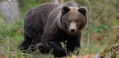 Niedźwiedź zaatakował turystę w Tatrach. Tak incydent tłumaczy TPN