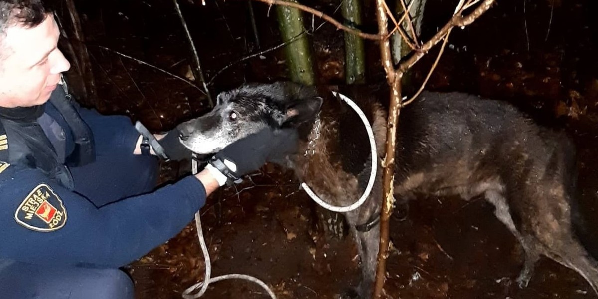 Ktoś przywiązał psiaka staruszka do drzewa i zostawił na pastwę losu! 