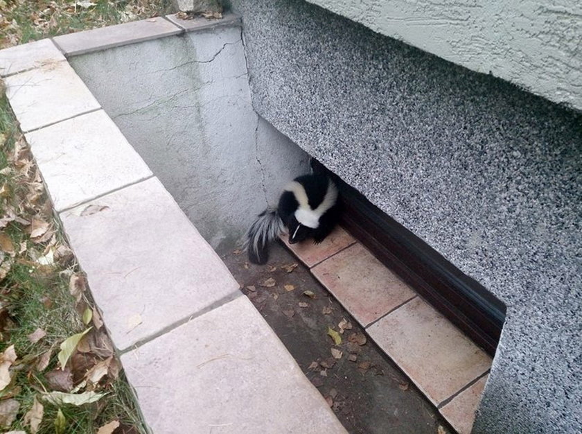 Skunks