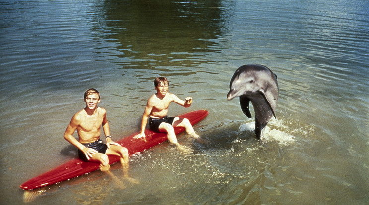 A Flipper a Ricks család és delfinjük történetét mutatta be /Fotó: Northfoto