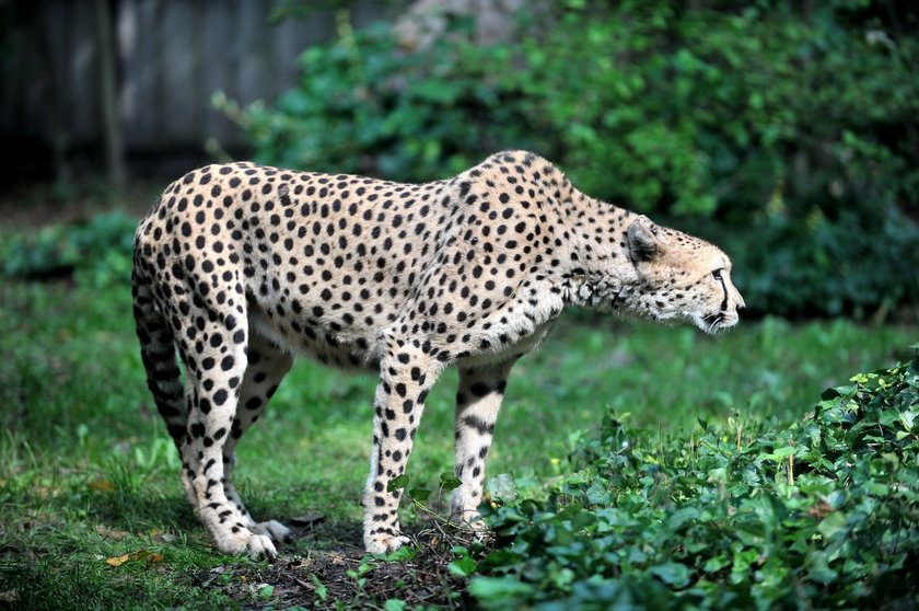 zaloty łódzkich gepardów w ZOO