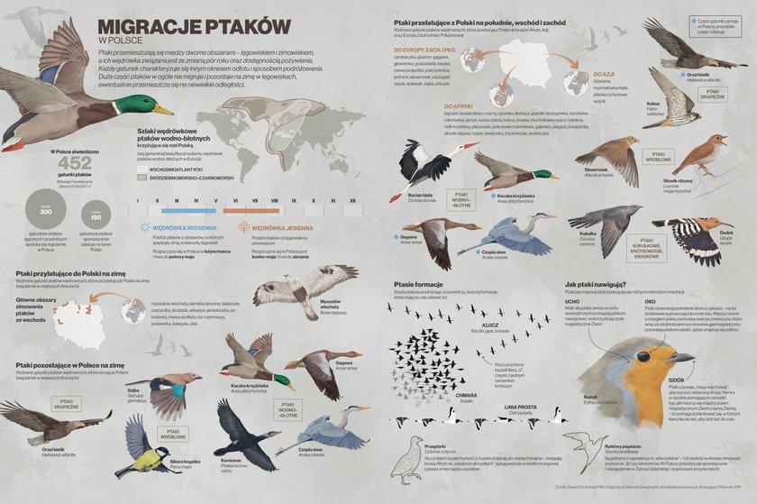 „Infografika. Wiedza w obrazach"