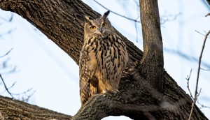 Flaco, a Eurasian eagle owl that escaped from the Central Park Zoo.Andrew Lichtenstein/Corbis/Getty Images