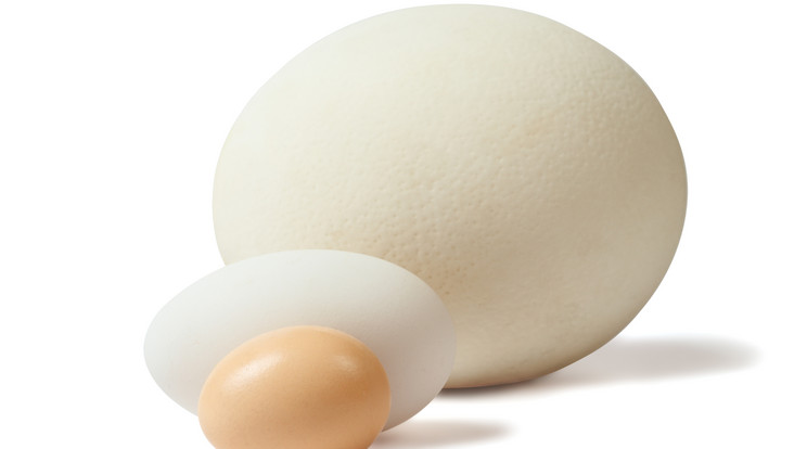 Ezt érdemes tudni a tojások méretéről / Fotó: Northfoto