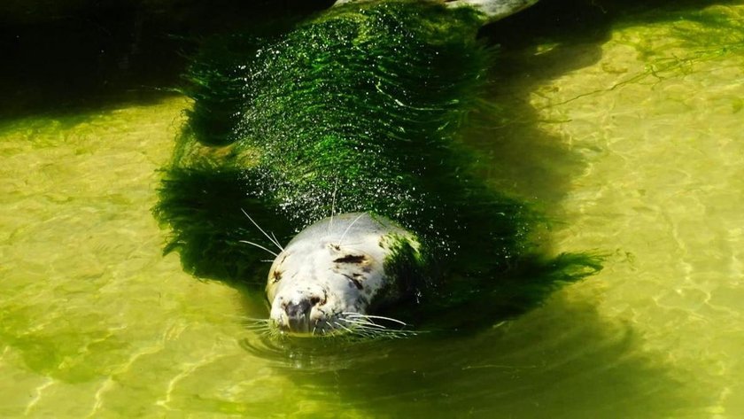 Hiszpania: foka zarośnięta wodorostami w zoo w Santander