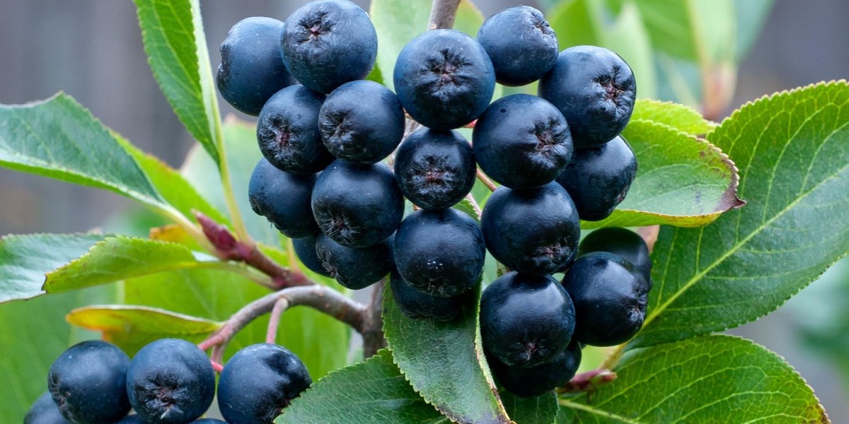 Aronia 