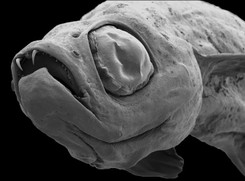 Naukowcy odkryli rybę-wampirka