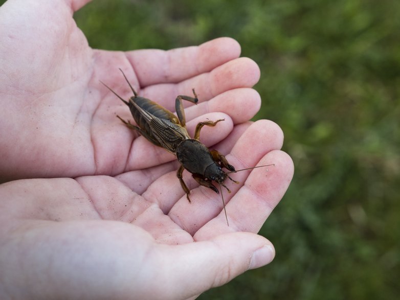 Turkuć podjadek to dość duży owad - Floki/stock.adobe.com