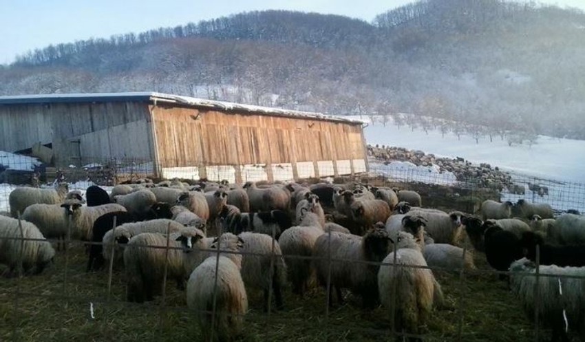 U ovom selu ovaca više nema