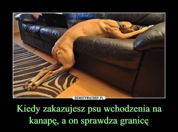 Najlepsze memy na Dzień Psa