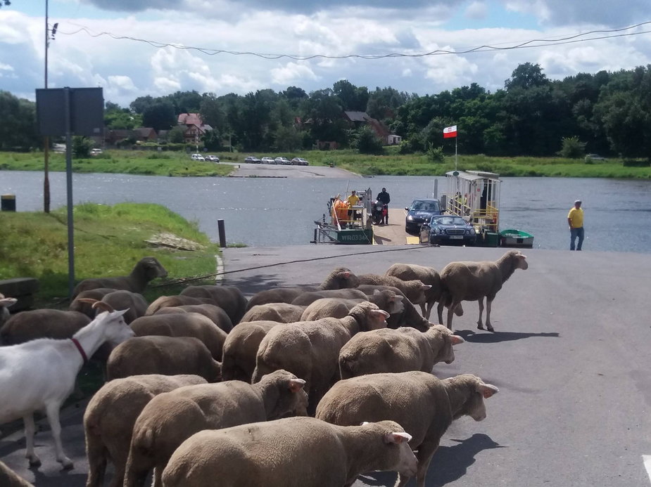 Owieczki czekają na transport promem we wsi Bojadła