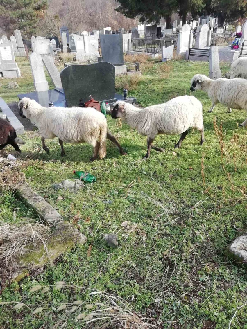 Ovce pasu na groblju