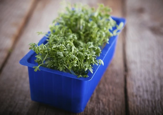 Potočarka se lako uzgaja u kućnim uslovima