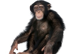 "Polacy jako małpy na usługach Partii Pracy?"