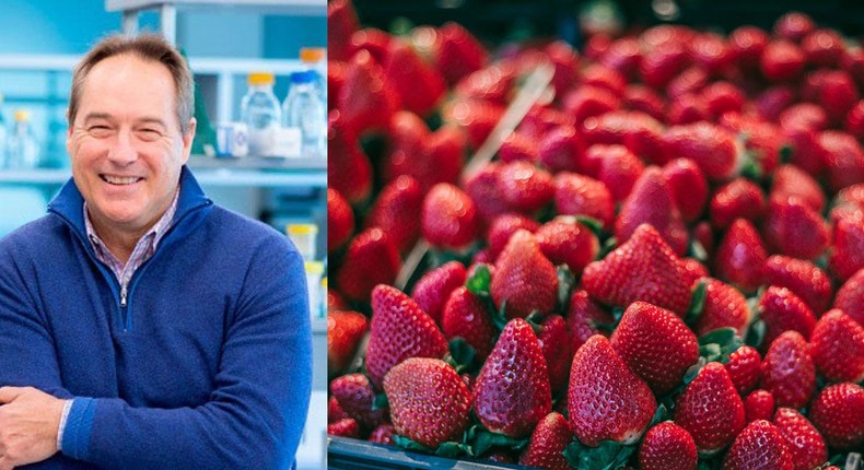 Drug researcher Paul Robbins is studying how a compound in strawberries might fight some of the inflammatory processes that come with aging.Courtesy of Paul Robbins; Getty Images