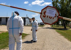 Farma svinja