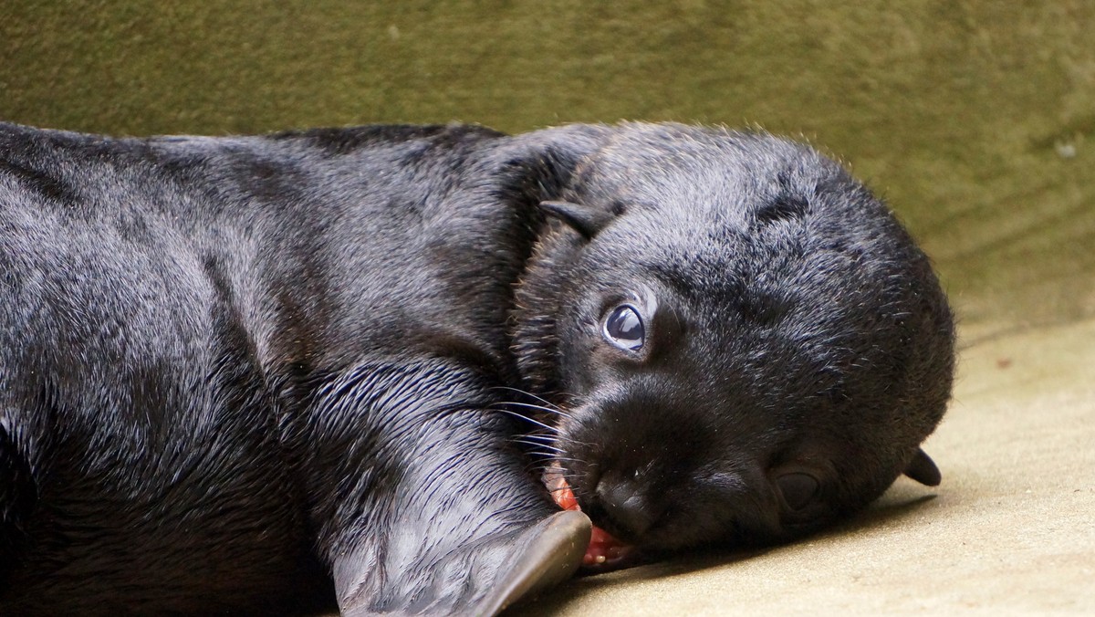 Śląski Ogród Zoologiczny w Chorzowie chce zbudować "Polaricum" – obiekt poświęcony zwierzętom polarnym. Oprócz ich ekspozycji, ośrodek ma także służyć edukacji m.in. o ochronie klimatu. Rozstrzygnięto konkurs studialny na koncepcję tego przedsięwzięcia.