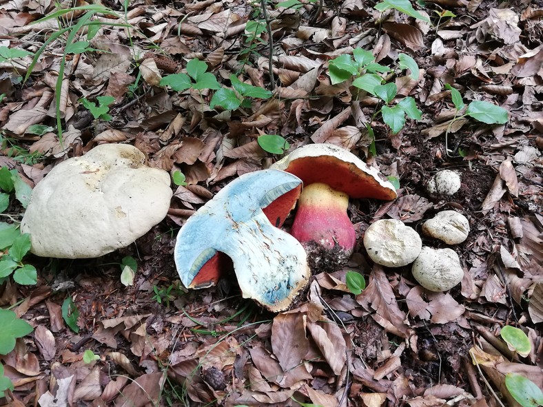 Borowik szatański (Rubroboletus satanas)